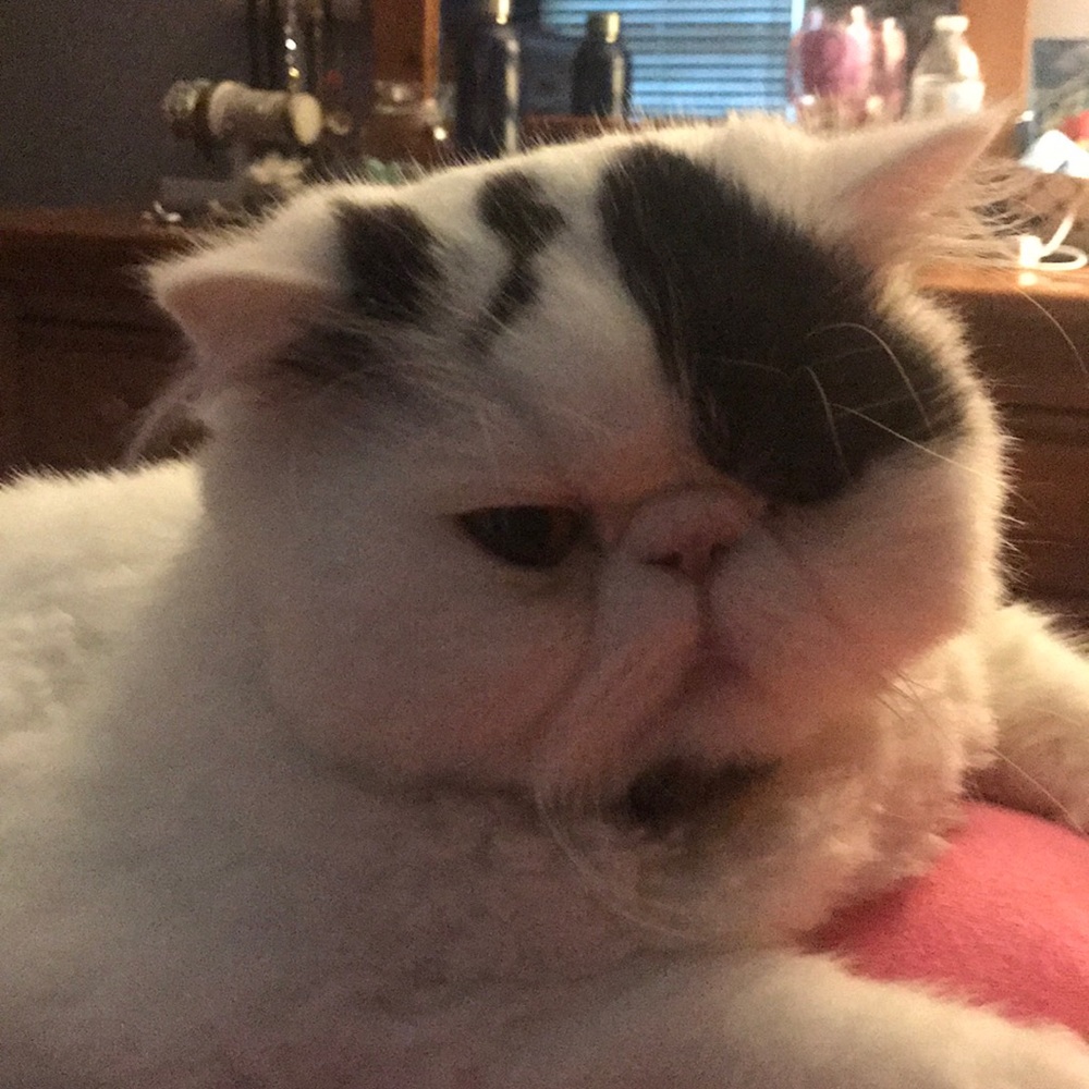Pictures of my cat